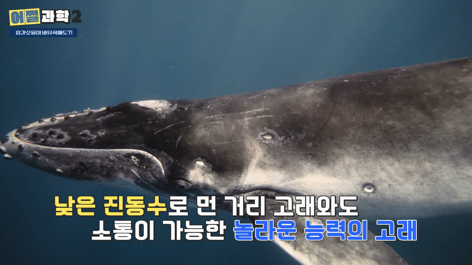 낮은 진동수로 먼 거리 고래와도 소통이 가능한 놀라운 능력의 고래